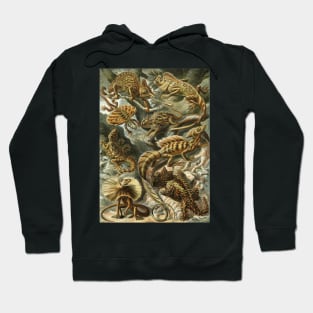 Lacertilia by Ernst Haeckel Hoodie